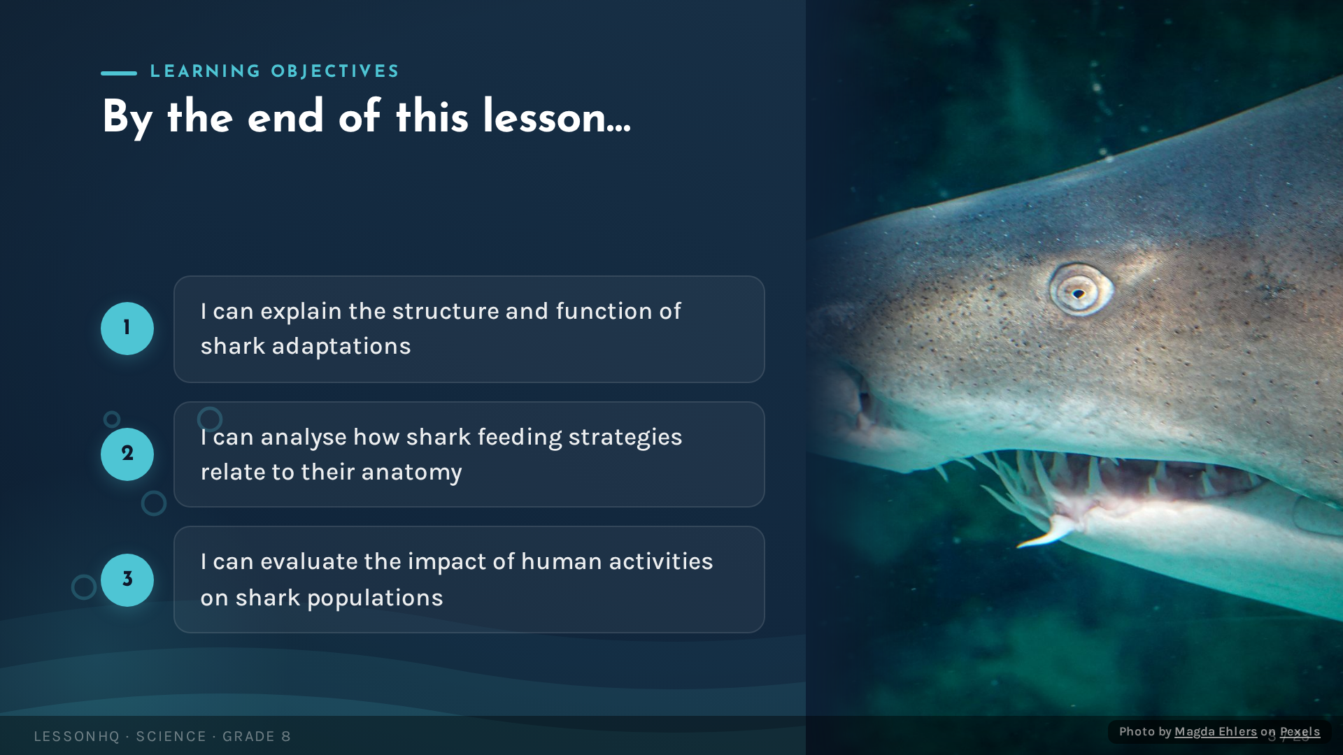 Sharks: Masters of the Ocean - slide 3