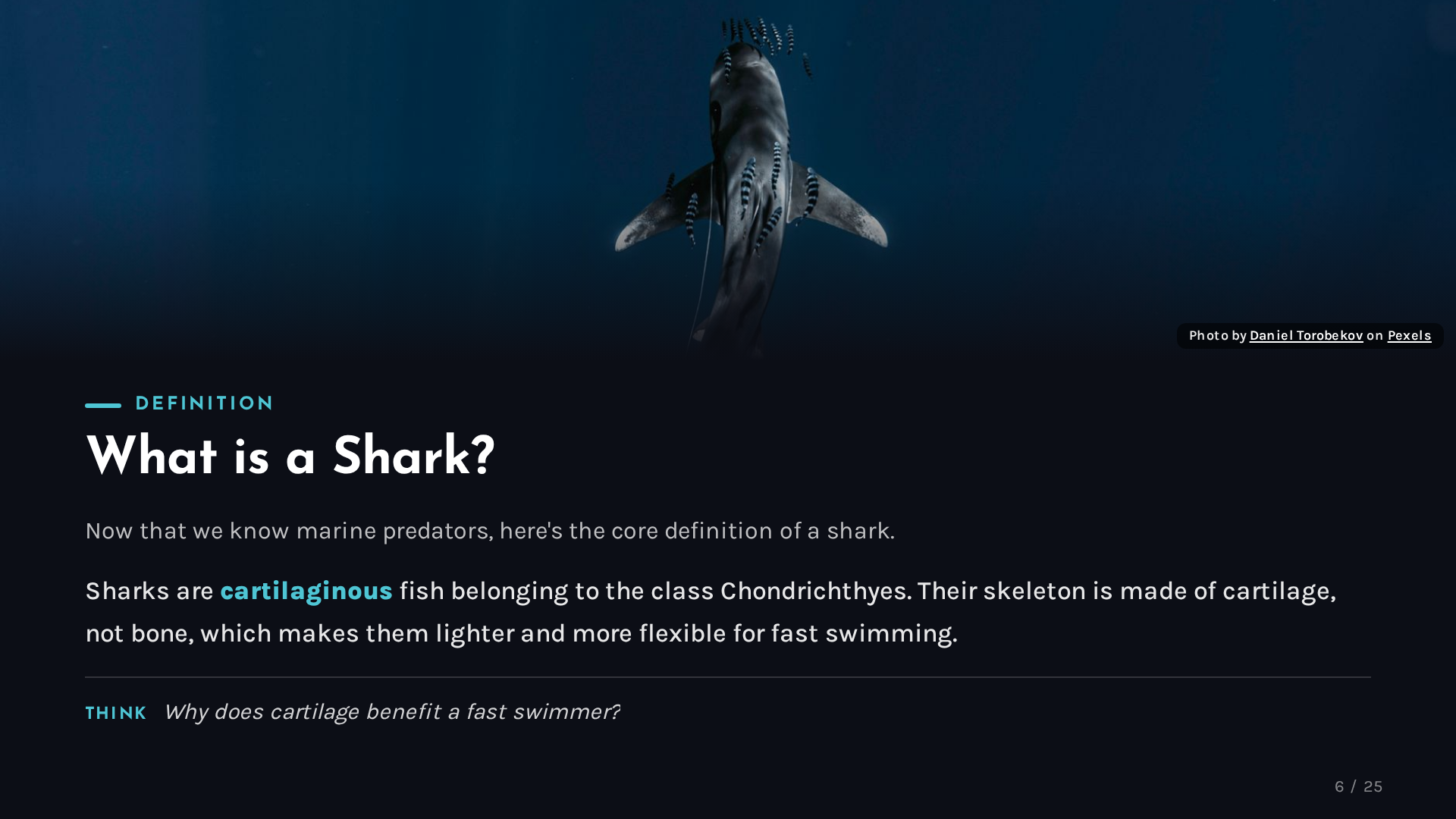Sharks: Masters of the Ocean - slide 6