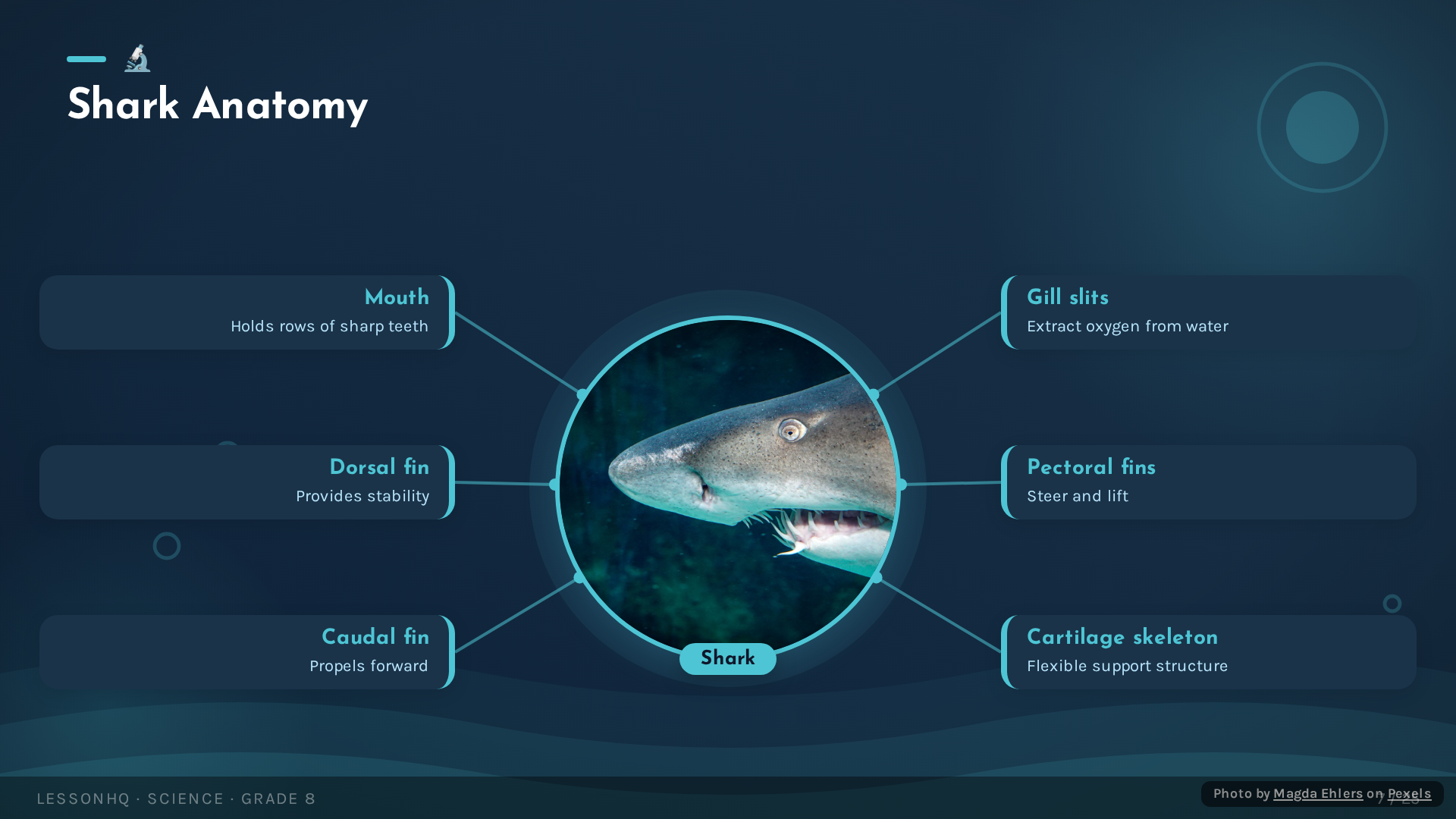 Sharks: Masters of the Ocean - slide 7