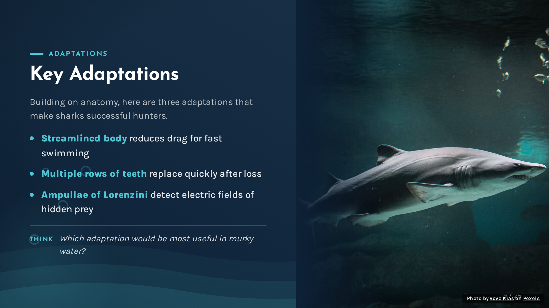 Sharks: Masters of the Ocean - slide 9
