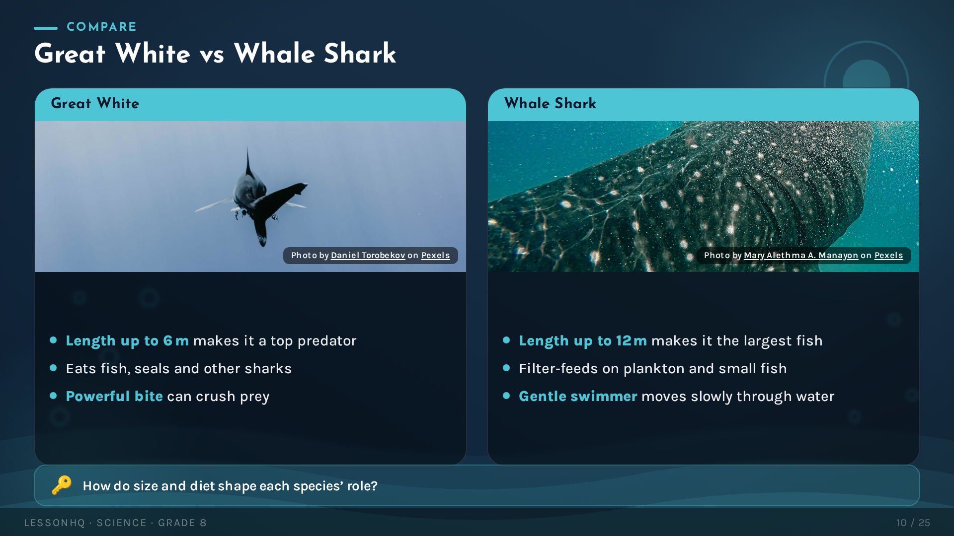 Sharks: Masters of the Ocean - slide 10